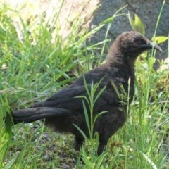 Corcorax melanorhamphos (White-winged Chough) at Deakin, ACT - 20 Oct 2020 by JackyF