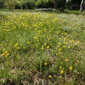 Goodenia pinnatifida at Deakin, ACT - 21 Oct 2020