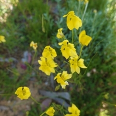 Goodenia pinnatifida at Deakin, ACT - 21 Oct 2020