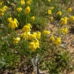 Goodenia pinnatifida at Deakin, ACT - 21 Oct 2020