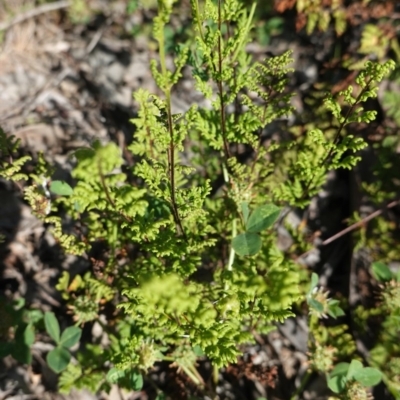 Cheilanthes sieberi (Rock Fern) at Deakin, ACT - 21 Oct 2020 by JackyF