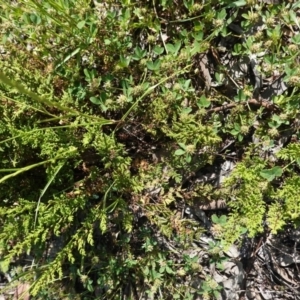 Cheilanthes sieberi at Deakin, ACT - 21 Oct 2020