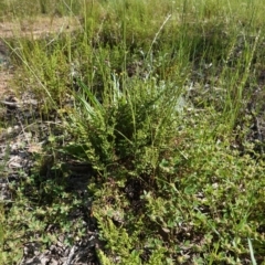 Cheilanthes sieberi at Deakin, ACT - 21 Oct 2020