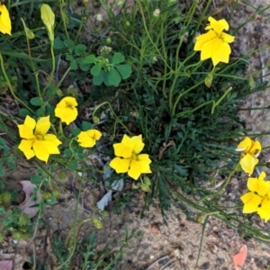 Goodenia pinnatifida at Deakin, ACT - 21 Oct 2020