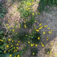 Goodenia pinnatifida at Deakin, ACT - 21 Oct 2020