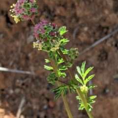 Sanguisorba minor (Salad Burnet, Sheep's Burnet) at Deakin, ACT - 21 Oct 2020 by JackyF