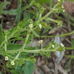 Hackelia suaveolens (Sweet Hounds Tongue) at Deakin, ACT - 20 Oct 2020 by JackyF