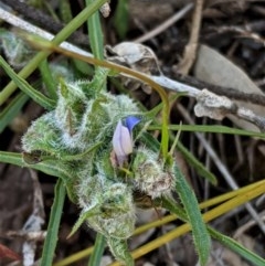 Wahlenbergia sp. (Bluebell) at Deakin, ACT - 21 Oct 2020 by JackyF