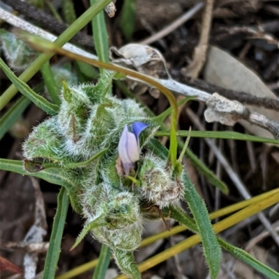 Wahlenbergia sp. (Bluebell) at Deakin, ACT - 20 Oct 2020 by JackyF