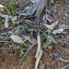 Wahlenbergia sp. at Deakin, ACT - 21 Oct 2020