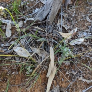 Wahlenbergia sp. at Deakin, ACT - 21 Oct 2020