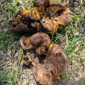 Phylloporus sp. at Deakin, ACT - 21 Oct 2020