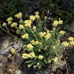 Pseudognaphalium luteoalbum (Jersey Cudweed) at Deakin, ACT - 21 Oct 2020 by JackyF