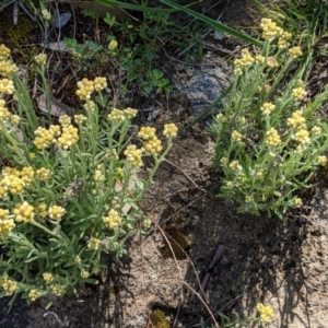 Pseudognaphalium luteoalbum at Deakin, ACT - 21 Oct 2020