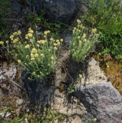 Pseudognaphalium luteoalbum at Deakin, ACT - 21 Oct 2020