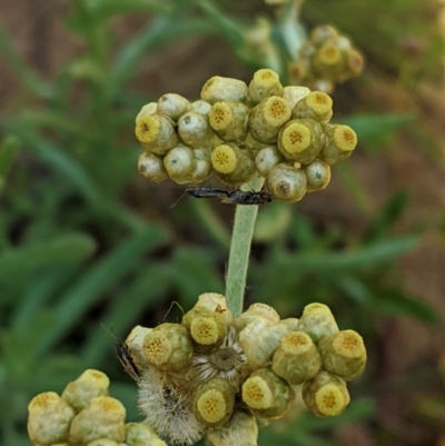 Pseudognaphalium luteoalbum (Jersey Cudweed) at Hughes, ACT - 21 Oct 2020 by JackyF