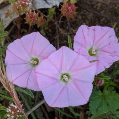 Convolvulus angustissimus subsp. angustissimus (Australian Bindweed) at Hughes, ACT - 21 Oct 2020 by JackyF