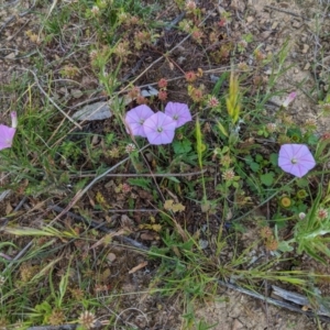 Convolvulus angustissimus subsp. angustissimus at Hughes, ACT - 22 Oct 2020 09:56 AM