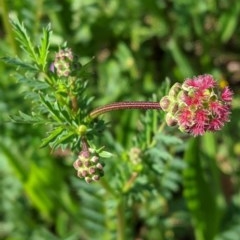 Sanguisorba minor (Salad Burnet, Sheep's Burnet) at Hughes, ACT - 22 Oct 2020 by JackyF