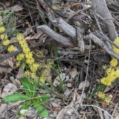 Lomandra multiflora (Many-flowered Matrush) at Deakin, ACT - 21 Oct 2020 by JackyF