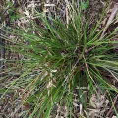 Lomandra multiflora (Many-flowered Matrush) at Deakin, ACT - 21 Oct 2020 by JackyF