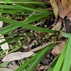 Lomandra multiflora at Deakin, ACT - 21 Oct 2020