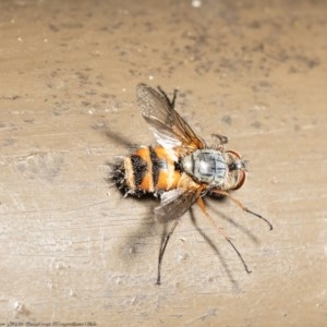 Tachinidae (family) at Acton, ACT - 22 Oct 2020