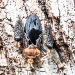 Ptilocnemus lemur (Feathered leg assassin bug) at Acton, ACT - 21 Oct 2020 by Roger