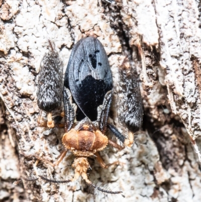 Ptilocnemus lemur (Feathered leg assassin bug) at Acton, ACT - 21 Oct 2020 by Roger