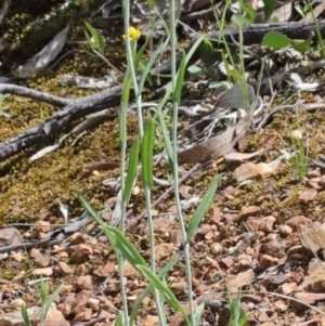 Chrysocephalum apiculatum at O'Connor, ACT - 20 Oct 2020 12:03 PM