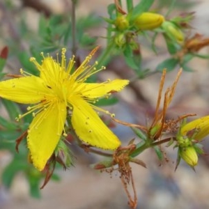 Hypericum perforatum at O'Connor, ACT - 20 Oct 2020