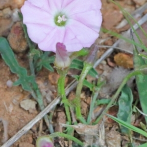 Convolvulus angustissimus subsp. angustissimus at O'Connor, ACT - 20 Oct 2020 01:13 PM