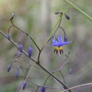 Dianella revoluta var. revoluta at O'Connor, ACT - 20 Oct 2020