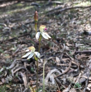 Caladenia moschata at Lower Boro, NSW - 17 Oct 2020