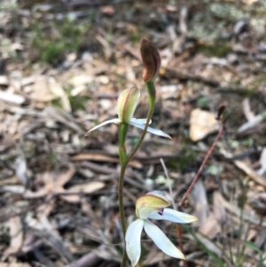 Caladenia moschata at Lower Boro, NSW - 17 Oct 2020