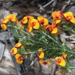 Dillwynia sericea (Egg And Bacon Peas) at Lower Boro, NSW - 22 Oct 2020 by mcleana