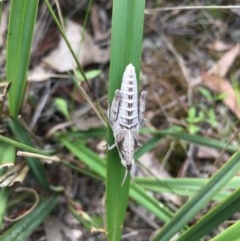 Goniaea sp. (genus) (A gumleaf grasshopper) at Lower Boro, NSW - 22 Oct 2020 by mcleana