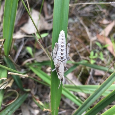 Goniaea sp. (genus) (A gumleaf grasshopper) at Lower Boro, NSW - 22 Oct 2020 by mcleana