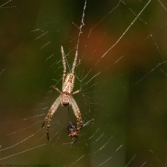 Plebs eburnus (Eastern bush orb-weaver) at Acton, ACT - 21 Oct 2020 by Roger