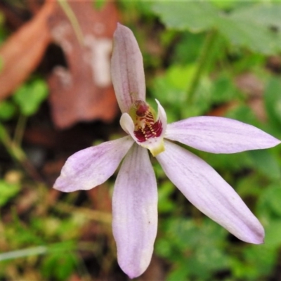 Caladenia carnea (Pink Fingers) at Paddys River, ACT - 21 Oct 2020 by JohnBundock