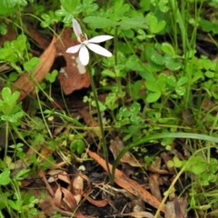 Caladenia carnea at Paddys River, ACT - 21 Oct 2020