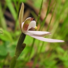 Caladenia carnea at Paddys River, ACT - 21 Oct 2020