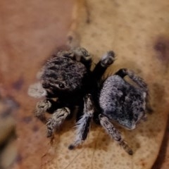 Maratus vespertilio (Bat-like peacock spider) at Forde, ACT - 22 Oct 2020 by Kurt