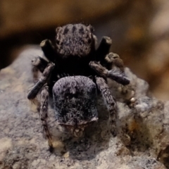 Maratus vespertilio at Forde, ACT - 22 Oct 2020