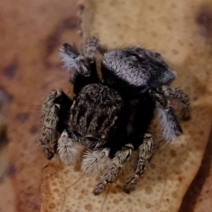 Maratus vespertilio at Forde, ACT - suppressed