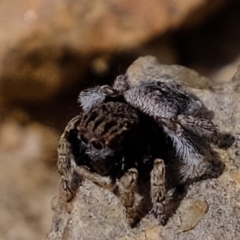 Maratus vespertilio at Forde, ACT - suppressed