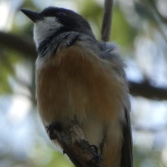 Pachycephala rufiventris (Rufous Whistler) at Black Range, NSW - 22 Oct 2020 by Steph H