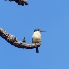 Todiramphus sanctus (Sacred Kingfisher) at Black Range, NSW - 22 Oct 2020 by MatthewHiggins