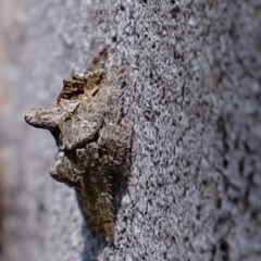 Dolophones turrigera (Turret spider) at Forde, ACT - 22 Oct 2020 by Kurt