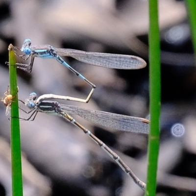 Austrolestes leda (Wandering Ringtail) at Forde, ACT - 22 Oct 2020 by Kurt